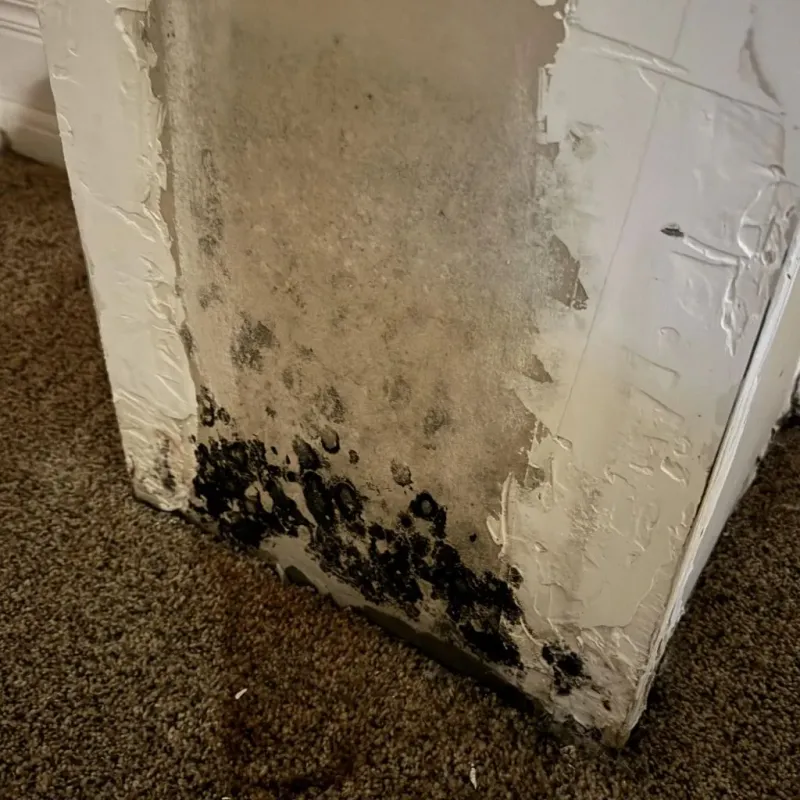 Professional Mold Removal in Manchester, TN